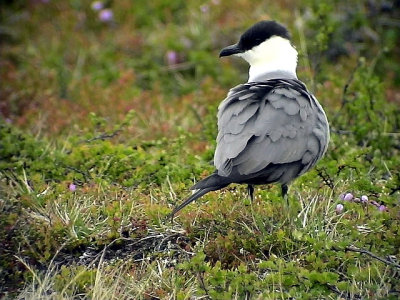 Fjllabb Long-tailed skua Stercorarius longicaudus