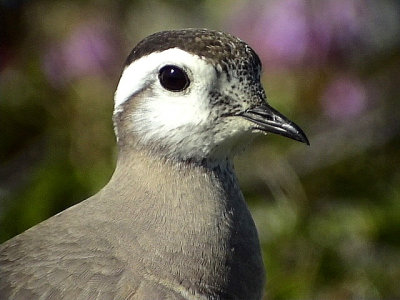 Fjllpipare    Dotterel   Charadrius morinellus