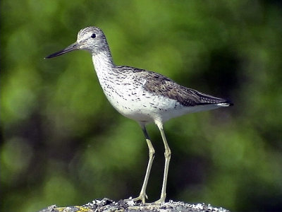 Gluttsnäppa Greenshank Tringa nebularia