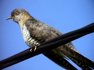 Gk Cuckoo Cuculus canorus