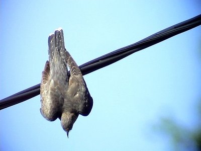 Gk, Cuckoo, Cuculus canorus