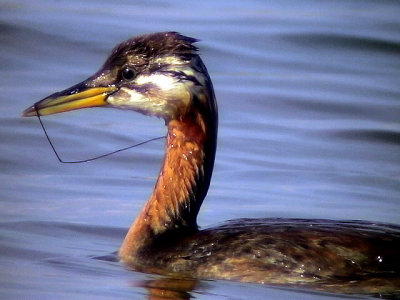 Gråhakedopping Red-necked grebe Podiceps grisegena