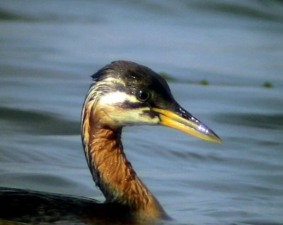 Grhakedopping Red-necked grebe Podiceps grisegena