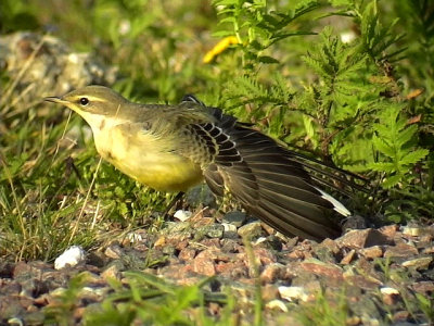 Gulrla Yellow wagtail Motacilla flava