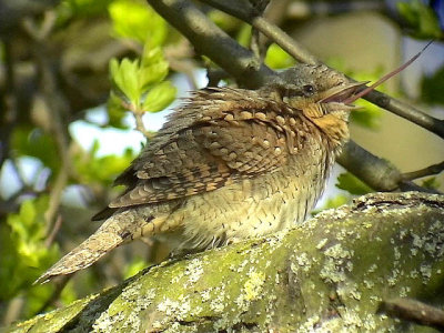 Göktyta Wryneck Jynx torquilla