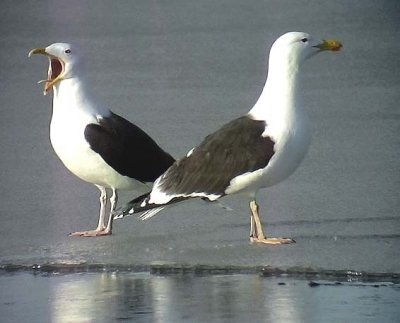 Havstrut Great black-backed gull Larus marinus