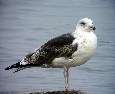 HavstrutLarus marinusGreat Black-backed Gull