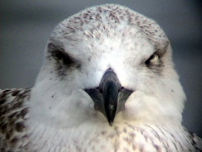 Havstrut Great black-backed gull Larus marinus