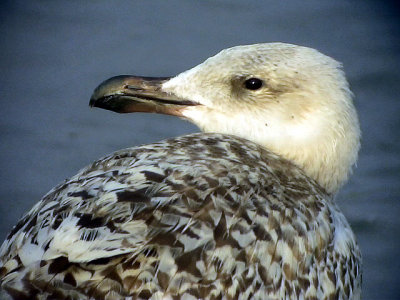 Havstrut  Great black-backed gull Larus marinus