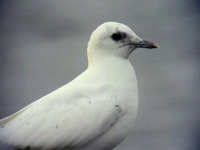 Isms Ivory Gull Pagophila eburnea 