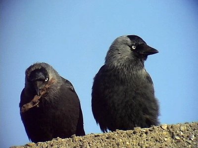 Kaja<br> Jackdaw<br> Corvus monedula