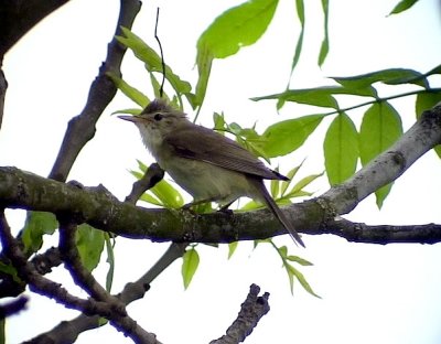 Kärrsångare March warbler Acrocephalus palustris