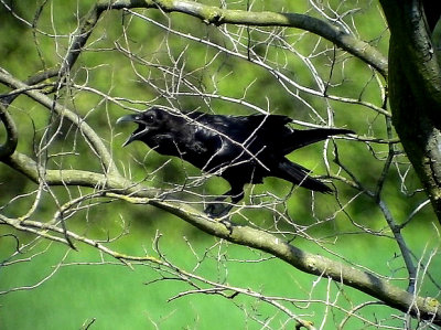 Korp<br> Raven<br> Corvus corax