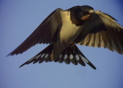 Ladusvala<br> Barn Swallow<br> Hirundo rustica