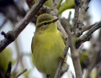 Lvsngare  Willow Warbler Phylloscopus trochilus