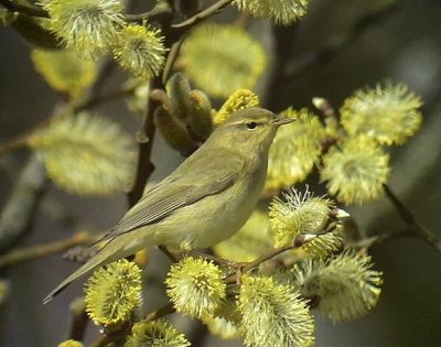 Lvsngare<br> Willow Warbler<br> Phylloscopus trochilus