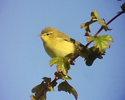 Lvsngare<br> Phylloscopus trochilus<br> Willow Warbler