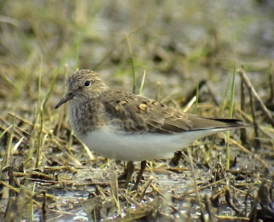 Mosnppa Calidris temminckii Temminck's Stint