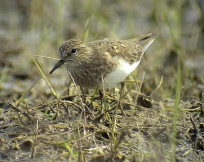 Mosnäppa Calidris temminckii Temminck's Stint