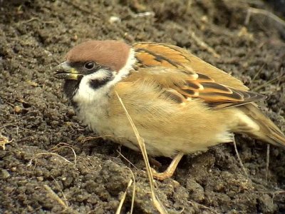 Pilfink<br> Passer montanus<br> Eurasian Tree Sparrow