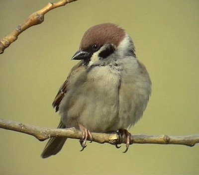 Pilfink <br> Passer montanus<br> Eurasian Tree Sparrow