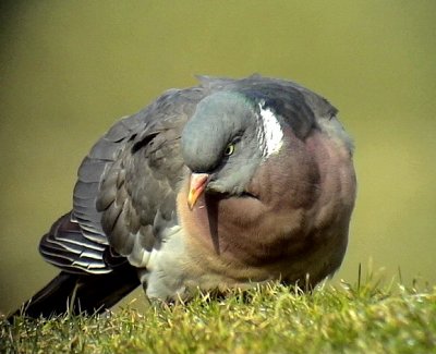Ringduva, Columba palumbus, Common Wood Pigeon