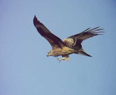 Röd glada Red kite Milvus milvus