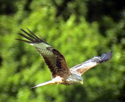 Röd glada Red kite Milvus milvus