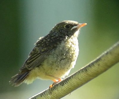 Rdstjrt<br> Phoenicurus phoenicurus<br> Common Redstart