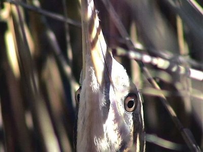 Rrdrom<br> Botaurus stellaris<br> Great Bittern