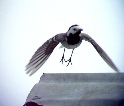 Sdesrla	 White Wagtail Motacilla alba