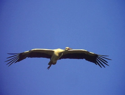 Vit stork Ciconia ciconia White Stork