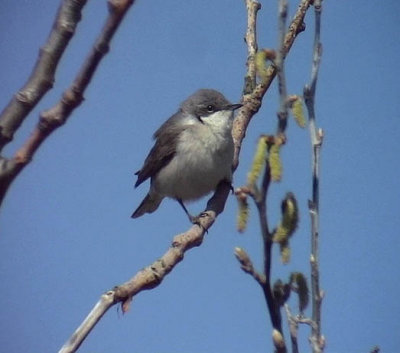 rtsngare <br> Sylvia curruca <br> Lesser Whitethroat