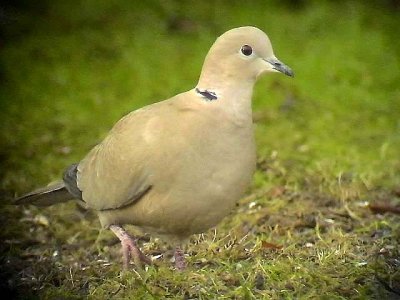 Turkduva  Eurasian Collared Dove Streptopelia decaocto