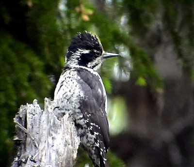 Tretig hackspett, Picoides tridactylus, Three-toed Woodpecker