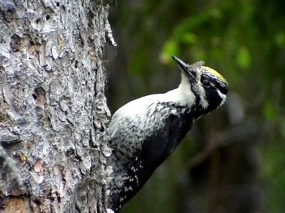 Tretig hackspett Three-toed Woodpecker Picoides tridactylus