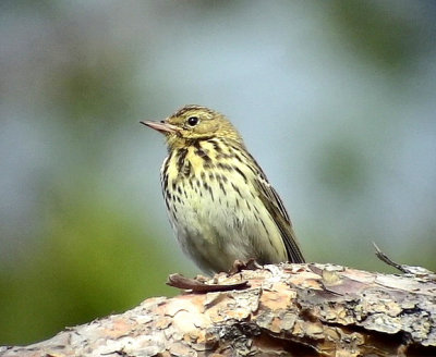 Trdpiplrka Tree Pipit Anthus trivialis