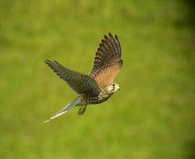 Tornfalk  Falco tinnunculus Common Kestrel
