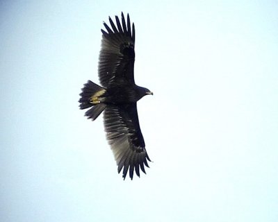 Strre skrikrn Greater Spotted Eagle Aquila clanga