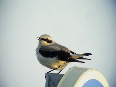 Stenskvtta Northern Wheatear Oenanthe oenanthe