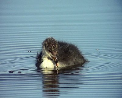 Sothna<br> Eurasian Coot (Common Coot)<br> Fulica atra