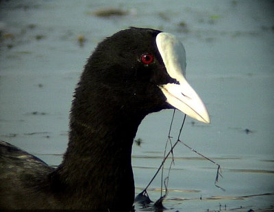 Sothöna Eurasian Coot (Common Coot) Fulica atra