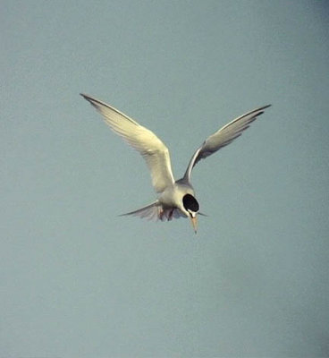 Smtrna  Sterna albifrons Little Tern
