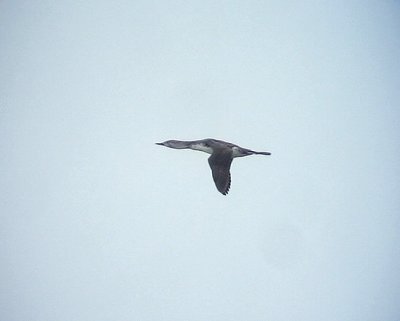 Smlom  Red-throated Loon (Red-throated Diver) Gavia stellata