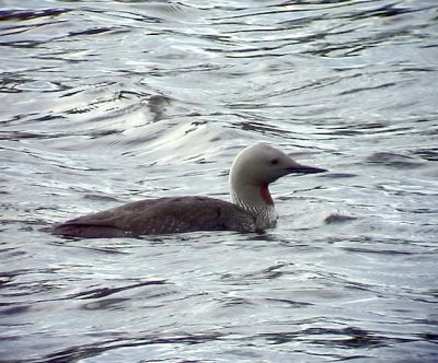 Smålom Red-throated Loon (Red-throated Diver) Gavia stellata