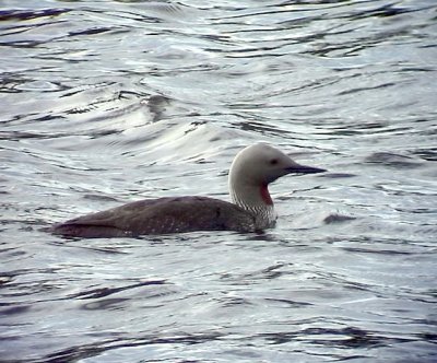 Smlom  Red-throated Loon (Red-throated Diver) Gavia stellata