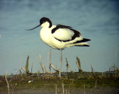 Skrflcka Recurvirostra avosetta Pied Avocet