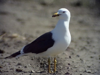 Silltrut Lesser Black-backed Gull Larus fuscus