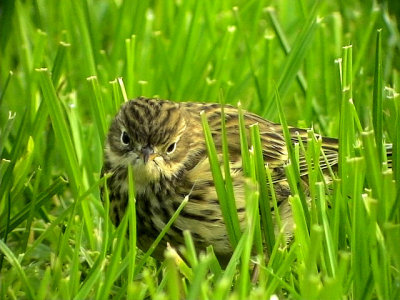 ngspiplrka  Meadow Pipit  Anthus pratensis