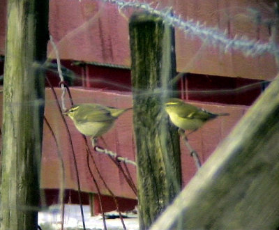 NordsngarePhylloscopus borealisArctic WarblerandTaigasngarePhylloscopus inornatusYellow-browed Warbler